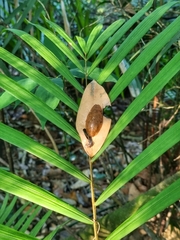 Pseudophoraspis nebulosa