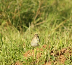 Passeriformes