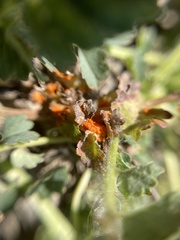 Phragmidium sanguisorbae