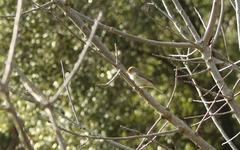 Passeriformes