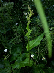 Rumex arifolius