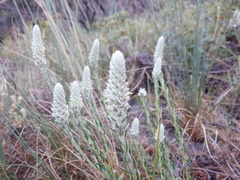 Phylica spicata spicata