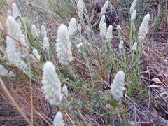 Phylica spicata spicata