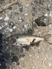 Dorosoma cepedianum