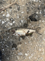 Dorosoma cepedianum