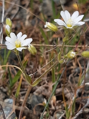 Cerastium ligusticum