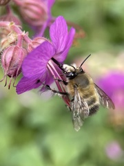 Anthophora plumipes