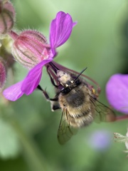 Anthophora plumipes