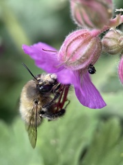 Anthophora plumipes