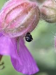 Anthophora plumipes