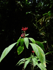 Pachystachys coccinea