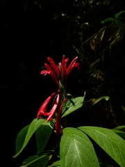 Pachystachys coccinea