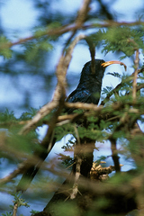 Abyssinian Scimitarbill photo 2