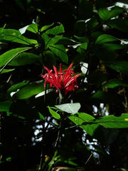 Pachystachys coccinea