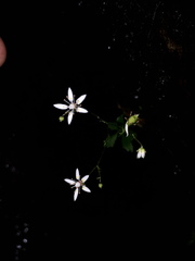 Micranthes stellaris