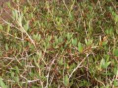 Justicia hyssopifolia