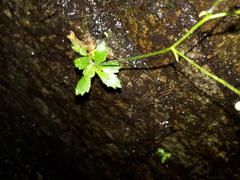 Micranthes stellaris