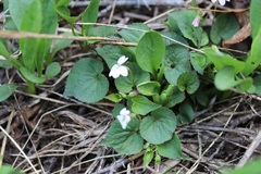 Viola canadensis scopulorum