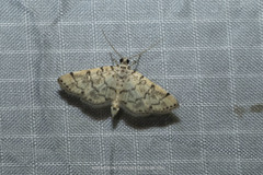Nacoleia moninalis