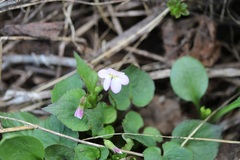 Viola canadensis scopulorum