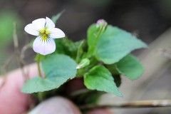 Viola canadensis scopulorum