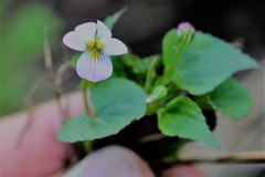 Viola canadensis scopulorum