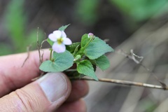 Viola canadensis scopulorum