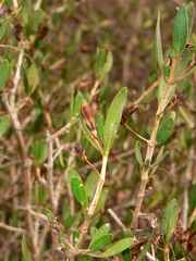 Justicia hyssopifolia