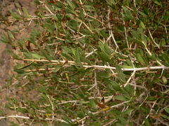 Justicia hyssopifolia