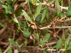 Justicia hyssopifolia