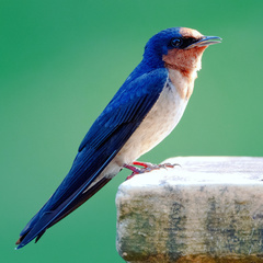 Hirundo tahitica