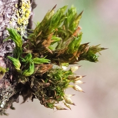 Orthotrichum pulchellum