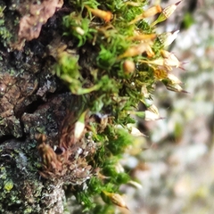 Orthotrichum pulchellum