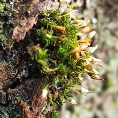 Orthotrichum pulchellum