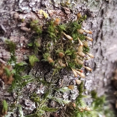 Orthotrichum pulchellum