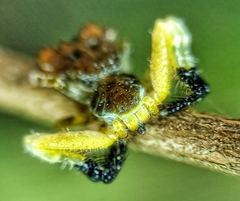 Phrynarachne ceylonica