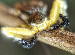 Phrynarachne ceylonica