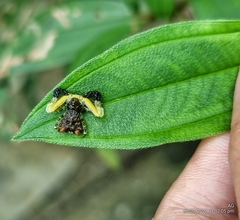 Phrynarachne ceylonica