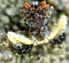 Phrynarachne ceylonica