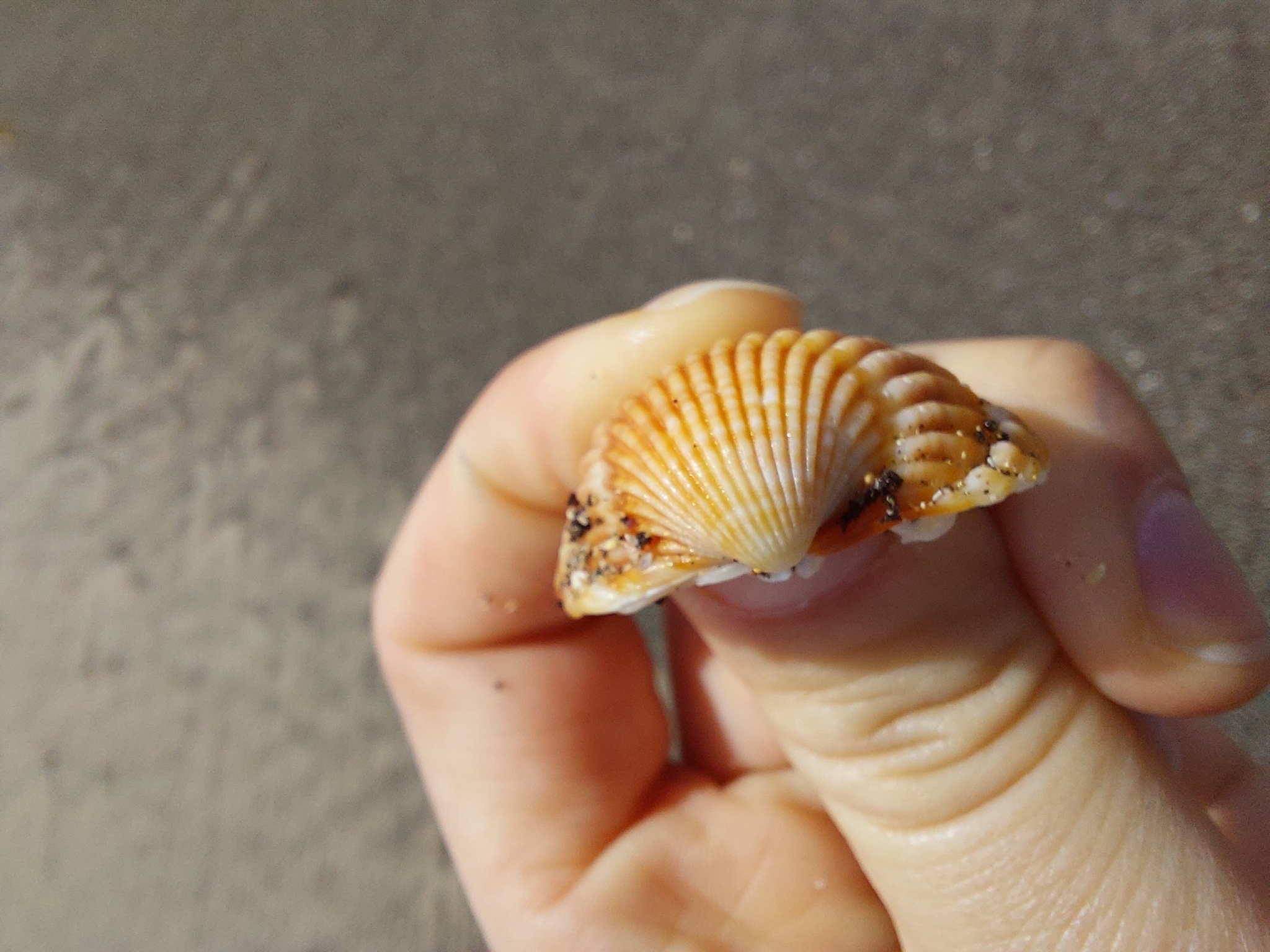Acanthocardia tuberculata