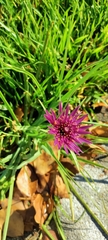Tragopogon porrifolius