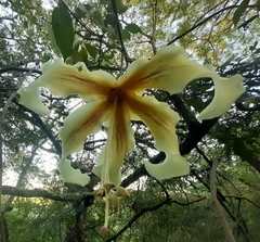 Ceiba chodatii