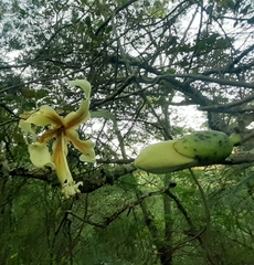 Ceiba chodatii