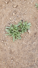 Anisocoma acaulis