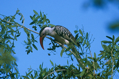 Tockus erythrorhynchus