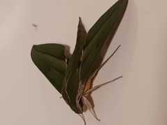 Xylophanes alexandrei