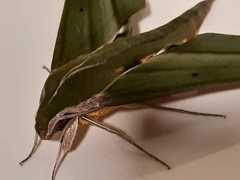 Xylophanes alexandrei