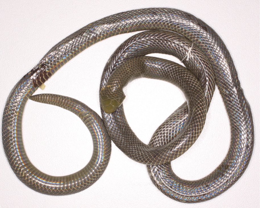Reticulate Burrowing Asp