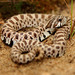 Serpiente de Hocico de Cerdo Occidental - Photo (c) Peter Paplanus, algunos derechos reservados (CC BY)