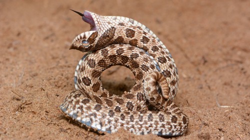 Plains Hognose Snake